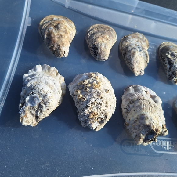 Oyster shells for crafts - 20pcs - Picture 2 of 3